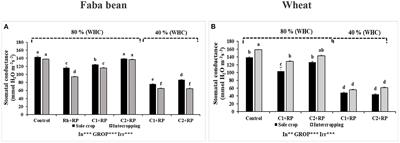 Inoculation with rhizobacterial consortia alleviates combined water and phosphorus deficit stress in intercropped faba bean and wheat